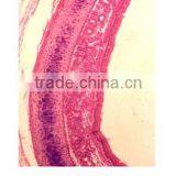 Medical Slides/ Prepared Microscope Histology Slides/Epithelium Sec. Slides thumbnail-4