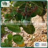 Cambodia Jute Bag RCN thumbnail-5