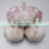 2017 Fresh Pure White Garlic thumbnail-3