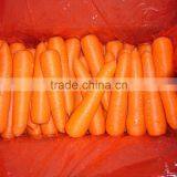 Fresh Carrot Shandong Crop 150g up in 10kg Carton thumbnail-1
