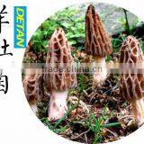 Dry Stemless Morchella Esculenta for Buyers thumbnail-5