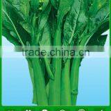 CS03 Dazhong 70 Days Cold Resistant Green Choy Sum Seeds for Sowing thumbnail-1