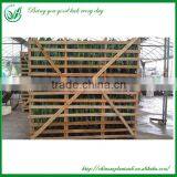 Indoor Dragon Tongue Plant thumbnail-5