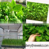 Neweek Automatic Water Pouting Alfalfa Growing Barley Bean Sprout Machine thumbnail-6