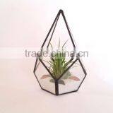 Kure Beach Sea Shells Black Metal Pyramid Ionantha Air Plant Glass Terrarium thumbnail-2