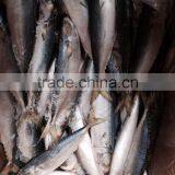 Land Frozen Mackerel Fish thumbnail-2