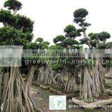 Ficus Microcarpa Huge Size thumbnail-1