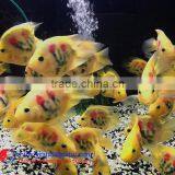 Aquarium Fish Farm and Export From Thailand thumbnail-4