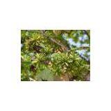 Camptothecin(rossonl@huacheng-biotech.com)