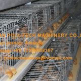 Tanzania Poultry Farm Automatic Day Old Chicken Cage Equipment & Pullet Cage with Automatic Drinking & Feeding System