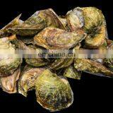 Oyster / Sea Conch Shell Washing Machine Fish Scales Removing Machine thumbnail-7