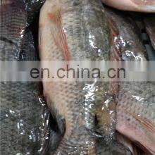 China Tilapia Fish Frozen Tilapia Fish Oreochromis Niloticus thumbnail-2