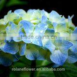 Plant Directly Export Cutting Board Bamboo Cutting Hydrangea From Yunnan, China thumbnail-4