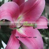 Colorful Factory Direct Supply Fragrant Flower Fresh Lily With 1.7~3.5KG/Bundle Natural Trumpet Flower Flower Named As Fresh Cut