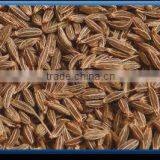 Cumin Seed Sortex Clean thumbnail-1