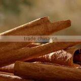 Cinnamon thumbnail-3