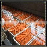 China Red Carrot