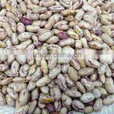 China High Quality Speckled Beans Wholesale thumbnail-2