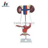 Human Female Urogenital System