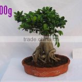 Ficus root bonsai