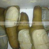 Live Geoduck (canadian) thumbnail-3