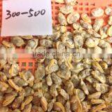 Tip-top Quality Frozen Short Necked Clam Meat thumbnail-4