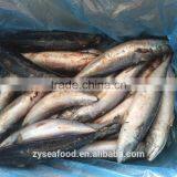High Quality Fresh Sea Frozen Cheap Pacific Mackerel thumbnail-3