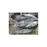 New W/R Frozen Bonito 300-400g thumbnail-1