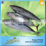 Carton or Woven Bag Packed 18 Months Shelf Life China Bonito Supplier thumbnail-1