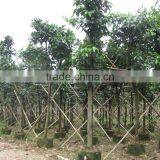 Ficus Altissima Potted for Outdoor Plants thumbnail-3