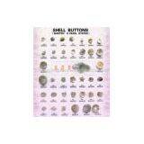 Sell Shell Buttons (Marten's Pearl Oyster) thumbnail-1