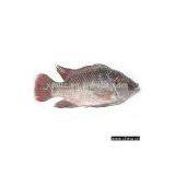 Sell Frozen Gutted Scaled Tilapia thumbnail-1