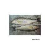 Sell Sea Bass thumbnail-1