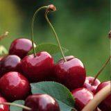 What Kind of License do You Need to Import Cherries?