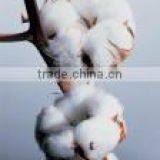 RAW COTTON thumbnail-1