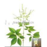 Vitex Oil thumbnail-3