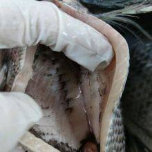 Tilapia Gutted and Scaled 350-550 thumbnail-2