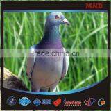 MDR6 2015 Top Quality Fancy Benzing Pigeon Ring Making Quality Choice