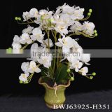 High simulation real touch artificial phalaenopsis leaf fake phalaenopsis orchid leaves