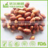 HACCP,ISO,BRC,HALAL Certification Beer Peanuts With Best Quality and Hot Price thumbnail-2