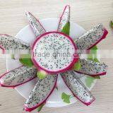 Dragon Fruit thumbnail-1