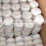 Supply New Crop Fresh Pure White Garlic(5cm) thumbnail-1