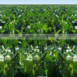 Top Grade Horseradish Suppliers thumbnail-6