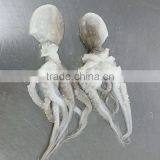 Frozen Octopus Ocellatus Flower Type thumbnail-2