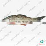 ROHU LABEO ROHITA thumbnail-1