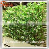 New Style Artificial Evergreen Bamboo Stick, Fake Bamboo Poles With Good Price thumbnail-6