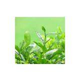 Matcha Tea Powder thumbnail-1