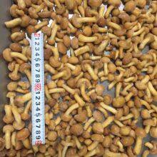 IQF Frozen Nameko Pilztaste Pilztaste thumbnail-4