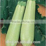 538 Chinese Lebanon Type Productive Squash Seeds