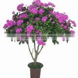 Artificial Cuckoo Tree